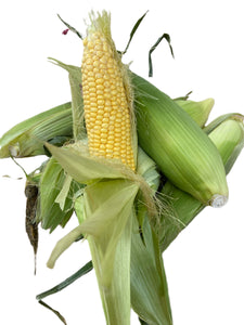 Corn on the cob fresh husks each