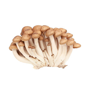 Shimeji Mushroom Punnet (Approximately 150grams)